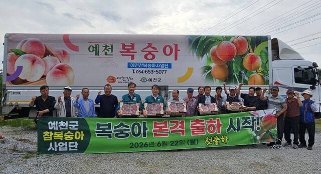 예천군복숭아사업단이 22일 '예천 참복숭아' 첫 출하를 시작하며 본격적인 출하기에 들어섰다. 독자 제공