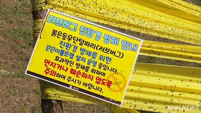 23일 인천 계양구 계양산 일대에 붉은등우단털파리(러브버그) 대발생에 대비해 친환경 방제 장비들이 가동되고 있다. 김재형 영상기자