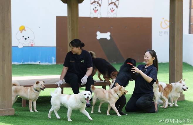 (여주=뉴스1) 김영운 기자 = 국제 강아지의 날인 23일 경기 여주시 반려마루 여주에서 보호동물들이 직원들과 즐거운 시간을 보내고 있다.   국제 강아지의 날은 매년 3월 23일로 2006년 미국 반려동물학자 콜린 페이지가 모든 강아지를 차별 없이 보호하고 유기견 입양 문화를 확산하기 위해 제안한 기념일이다. 2026.3.23/뉴스1  Copyright (C) 뉴스1. All rights reserved. 무단 전재 및 재배포,  AI학습 이용 금지. /사진=(여주=뉴스1) 김영운 기자