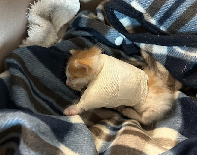 베리는 왼쪽 앞발 절반이 뜯겨져 있었어요. 보호자 제공