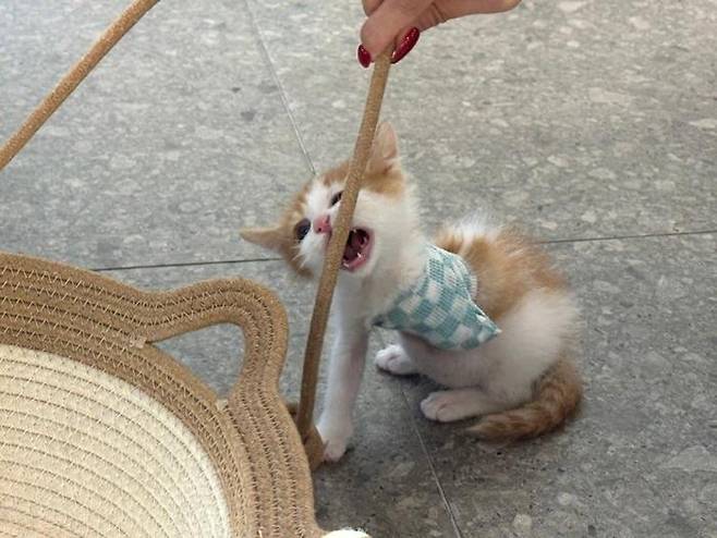 쌀알 같은 이빨도 너무 귀여워요! 보호자 제공