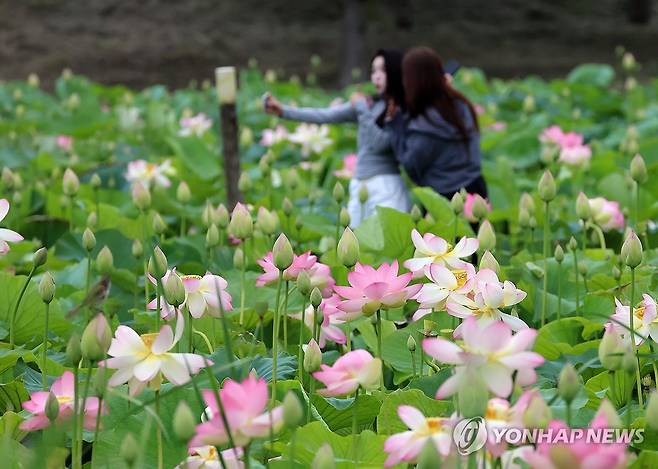 궂은 날씨 속 연꽃 구경 (강릉=연합뉴스) 유형재 기자 = 25일 강원 강릉시 경포가시연습지 연꽃정원에서 시민과 관광객이 궂은 날씨에도 활짝 핀 연꽃을 구경하고 있다. 2026.6.25 yoo21@yna.co.kr