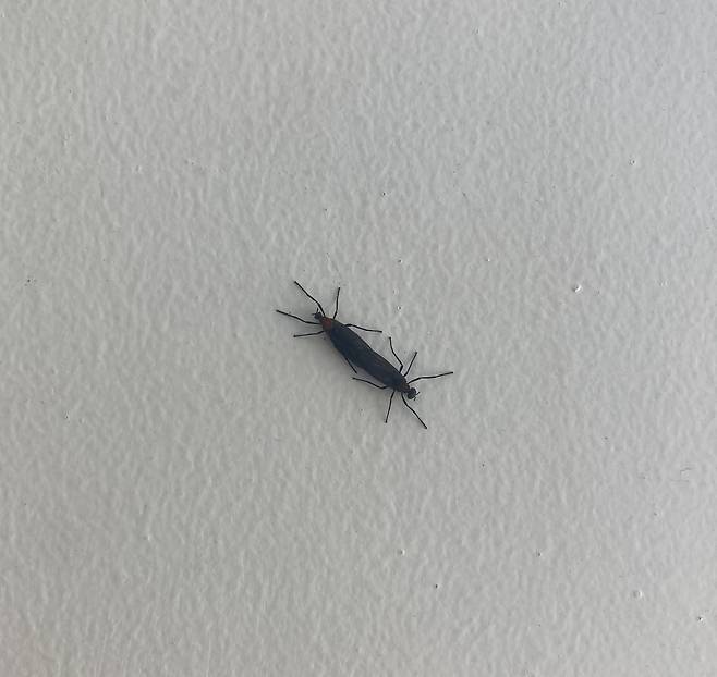 러브버그. 손인규 기자