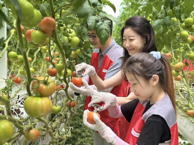 지난 27일 신세계푸드 임직원과 가족 20여 명이 충남 논산시 광석면에 위치한 토마토 공급 협력농가 팜팜농장에서 토마토 수확, 선별, 포장 등 봉사활동을 펼쳤다. 신세계푸드 제공