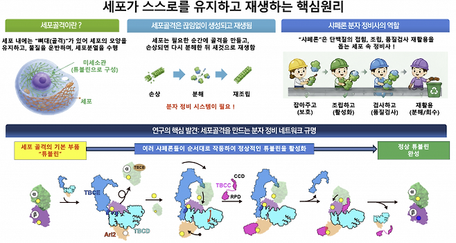 세포가 스스로를 유지하고 재생하는 핵심원리. 노성훈 교수팀은 초저온전자현미경을 이용해 세포골격의 핵심 구성 단백질인 튜불린이 생성되고 재활용되는 전 과정을 세계 최초로 규명했다. 과학기술정보통신부 제공