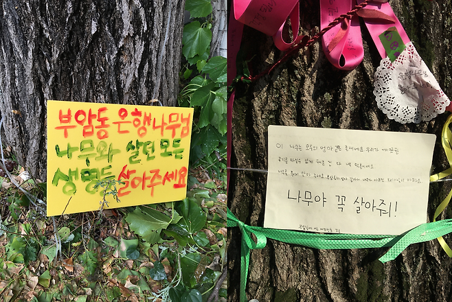 서울 부암동 환기미술관 옆 은행나무에 인근 주민들이 남긴 메시지가 걸려 있다.[서울환경연합 제공]