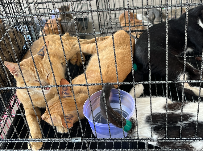 지난 6월 11일 베트남 호찌민시에서 적발된 고양이 고기 거래 조직에 의해 구조된 고양이.[휴메인 월드 포 애님멀즈 제공]
