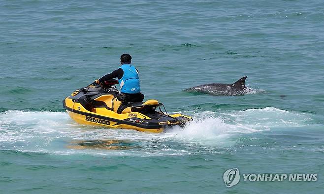 강릉 안목해변 남방큰돌고래 '안목이' [연합뉴스 자료 사진]