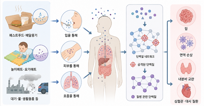 ▲다양한 경로로 체내에 들어온 화학물질이 타깃 단백질을 공격하고, 이는 질병과 관련된 단백질에 영향을 주게 되고, 결국 질병으로 이어질 수 있다. (자료=Nature Communications, 2026. 챗GPT 이미지)