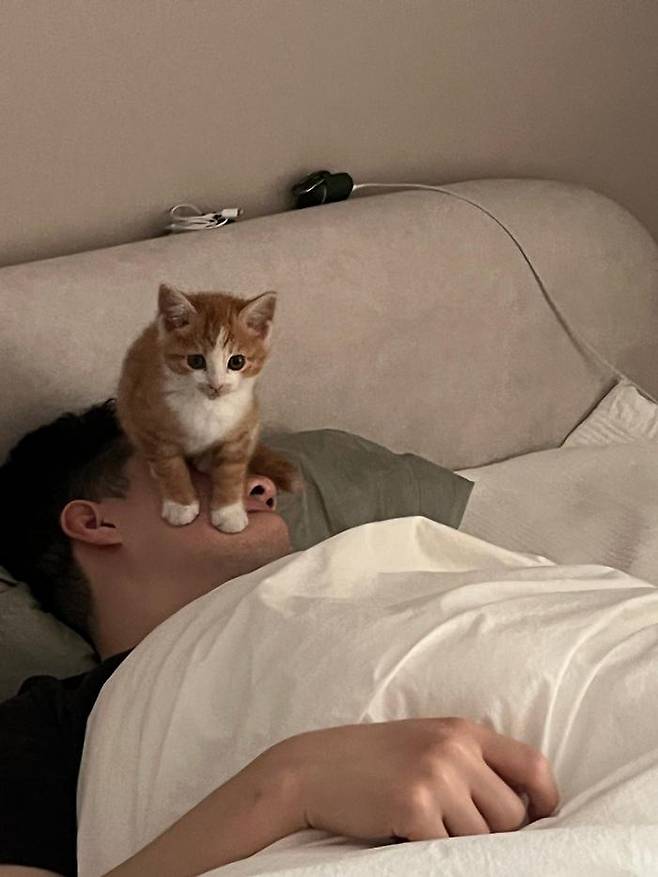 집 구경 끝난 고양이. 보호자 제공