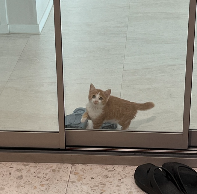 집에 일찍 오라고 눈치 주는 고양이! 보호자