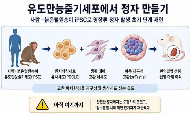 유도만능줄기세포(iPS세포)로 정자 생성./자료 Cell Stem Cell. 챗GPT 생성 이미지