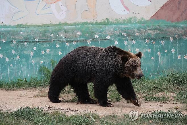 동물도 힘든 '대프리카 더위' (대구=연합뉴스) 황수빈 기자 = 폭염특보가 내려진 12일 대구 중구 달성공원에서 불곰이 폭염에 지친 모습을 보인다. 2026.7.12 hsb@yna.co.kr