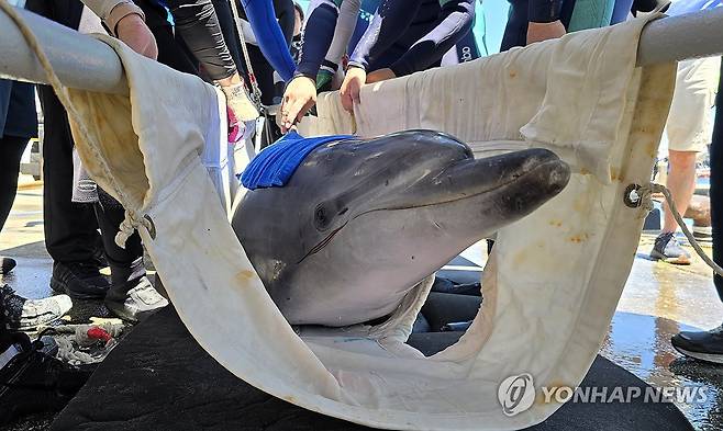 육상으로 옮겨지는 강릉항 돌고래 '안목이' (강릉=연합뉴스) 15일 강원 강릉시 강릉항(옛 안목항)에서 남방큰돌고래 '안목이'가 구조돼 육상으로 옮겨지고 있다.
    안목이는 최근 강릉 앞바다에 출몰해 선박을 따라다니며 화제가 됐지만, 선박 옆에 따라붙어 헤엄치거나 선체에 몸을 들이대는 과정에서 몸에 상처를 입어 구조에 나서게 됐다. 2026.7.15 [독자 제공. 재판매 및 DB 금지] yoo21@yna.co.kr
