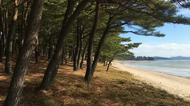 무창포해수욕장 1.5km 백사장과 얕은 서해 물빛 대표 전경