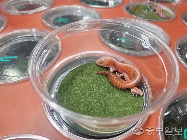 지난 18-19일 수원메쎄에서 열린 곤충, 파충류 박람회인 '곤충&파충류 포럼'에서 다양한 파충류들이 분양되고 있다. 박지우기자