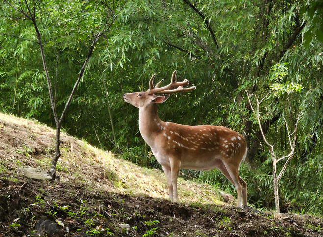 전라남도 순천시 봉화산 인근에서 발견된 꽃사슴.[독자 제공]