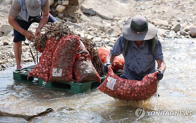 '남은 마늘이라도 건져야지' (의성=연합뉴스) 윤관식 기자 = 경북 의성군에 폭염 특보와 호우 특보가 동시에 발효된 20일 단촌면 구계2리에서 마늘·양파 농사를 짓는 농민이 전날 폭우로 토사를 뒤집어쓴 마늘을 계곡물에 씻고 있다. 해당 마을은 전날 내린 비로 도로 유실과 침수, 단전·단수가 되는 피해를 봤다. 2026.7.20 psik@yna.co.kr