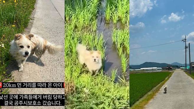 [서울=뉴시스] 국토대장정을 하는 사람들을 따라 20㎞ 거리를 따라간 유기견 ‘공주’. (사진=유기견 입양 홍보 계정인 럭키러버(@lucky.lover_s2) 인스타그램 캡처)