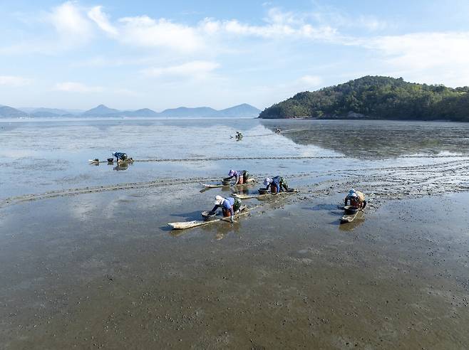 전남 고흥갯벌에서 밀대를 밀며 해산물을 채취하는 어민들. 국가유산청 제공
