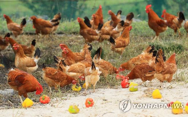제동목장의 제주재래닭 [연합뉴스 자료사진]