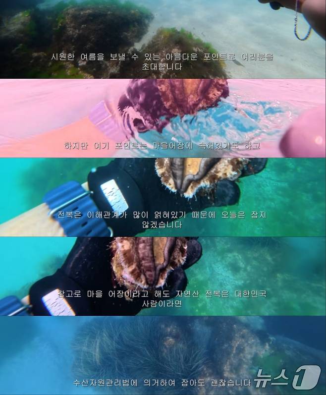 지난달 30일 유튜브 '안성게' 채널에 공개된 영상 중 경북 울진 한 바닷가에서 다이빙을 하며 수중 생물을 소개하는 장면 (유튜브 안성게 채널)2026.8.3/뉴스1
