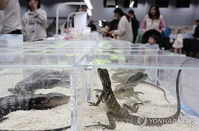 공룡·파충류 박람회 본 기사내용과 관련 없음 [연합뉴스 자료사진]