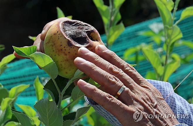 폭염에 사과 농가도 피해 (예산=연합뉴스) 김준범 기자 = 6일 오전 충남 예산군 신암면의 한 사과밭에서 강한 햇볕에 누렇게 변하고 검게 타들어 간 사과를 들고 있는 모습. 2026.8.6 psykims@yna.co.kr