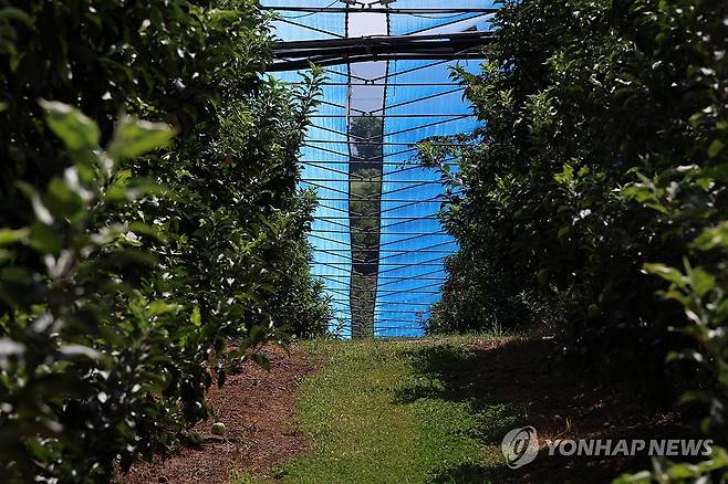 폭염 막는 사과밭 차광망 (예산=연합뉴스) 김준범 기자 = 6일 오전 충남 예산군 신암면의 한 사과밭에 폭염 피해를 줄이기 위한 차광망이 설치돼 있다. 2026.8.6 psykims@yna.co.kr