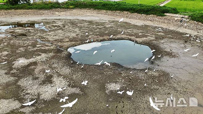 [남해=뉴시스] 차용현 기자 = 11일 오전 연일 기록적인 폭염과 가뭄으로 경남 남해군 이동면 인근에 위치한 저수지가 바닥을 드러내자 백로떼가 몰려들어 먹이사냥을 하고 있다. 2026.08.11. con@newsis.com