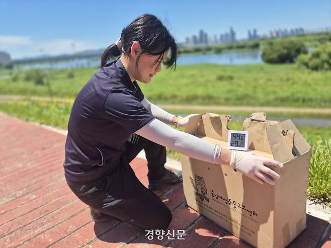 박가현 재활관리사가 지난 7일 세종 수변 공원에서 매 방생을 준비하고 있다. 작업 당시 지표면 온도는 44도를 기록했다. 반기웅 기자