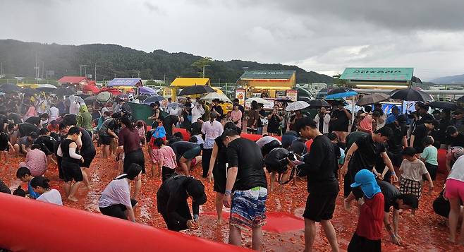◇14일 횡성군 둔내종합체육공원에서 열린 제15회 둔내고랭지토마토축제를 찾은 관광객들이 대형 토마토 풀장에서 토마토 속에 숨겨진 금반지 등 경품을 찾고 있다.