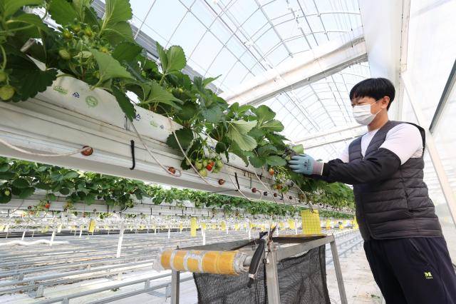 첨단 ICT 기술을 접목한 스마트팜(Smart Farm) 온실 내부에서 청년 농업인이 딸기를 수확하고 관리하는 모습.[사진=임실군]