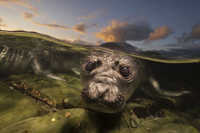 수영법 훈련하는 아기 물범. Matty Smith/Ocean Photographer of the Year 2026