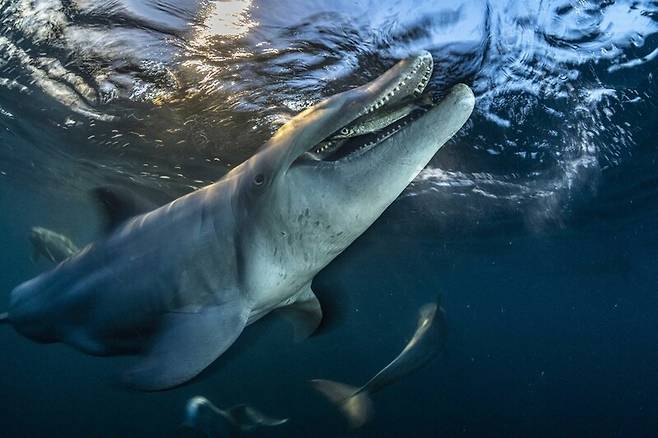 어부들이 남겨준 먹이. Henley Spiers/Ocean Photographer of the Year 2026