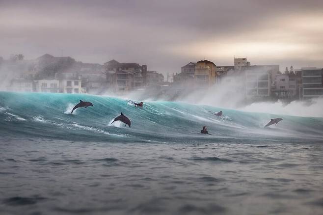 사람과 돌고래의 집단 서핑. Gergo Rugli/ Ocean Photographer of the Year 2026