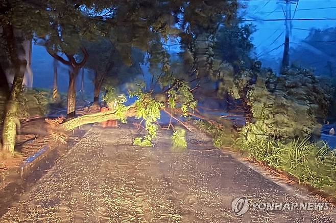 장대비에 쓰러진 가로수 (나주=연합뉴스) 16일 오전 5시 22분께 전남광주 나주시 삼영동의 한 인도에 가로수가 넘어졌다. 2026.8.16 [전남광주통합소방본부 제공. 재판매 및 DB 금지]