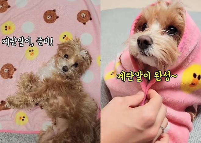 5분 만에 모두 습득한 계란말이 개인기! 보호자 제공