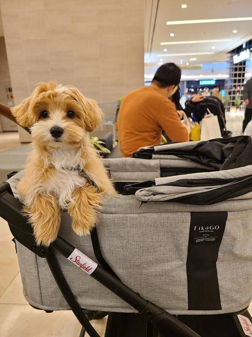 "스타필드 앰버서DOG이 되어서 영광이개!" 보호자 제공