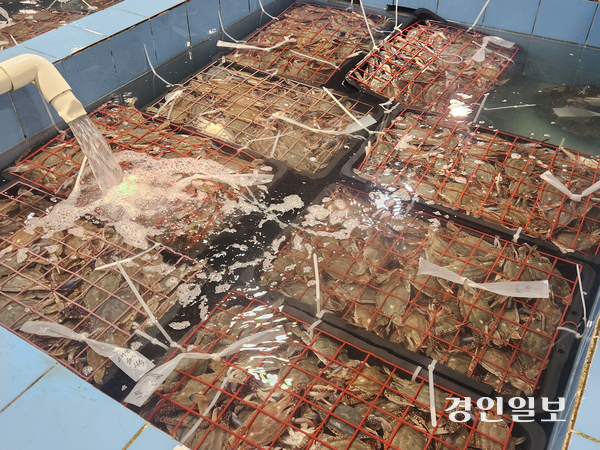 22일 오전 인천 중구 인천수협 연안위판장 수조가 가을 첫 조업 꽃게들로 채워져있다. 2026.8.22 /유진주기자 yoopearl@kyeongin.com