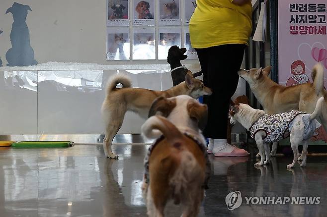새로운 가족 기다리는 유기견들 (서울=연합뉴스) 윤동진 기자 = 국제 강아지의 날인 23일 유기견 보호센터인 서울 강동리본센터에서 유기견들이 새로운 가족을 기다리고 있다. 2026.3.23 mon@yna.co.kr
