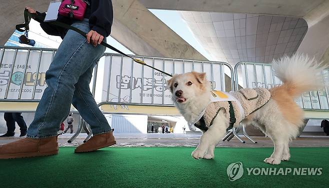 '내 반려인의 점수는?' (서울=연합뉴스) 김인철 기자 = 12일 서울 중구 동대문디자인플라자에서 열린 2023 반려인능력시험 실기시험에 참가한 반려인과 반려견이 코스를 돌고 있다. 2023.11.12 yatoya@yna.co.kr