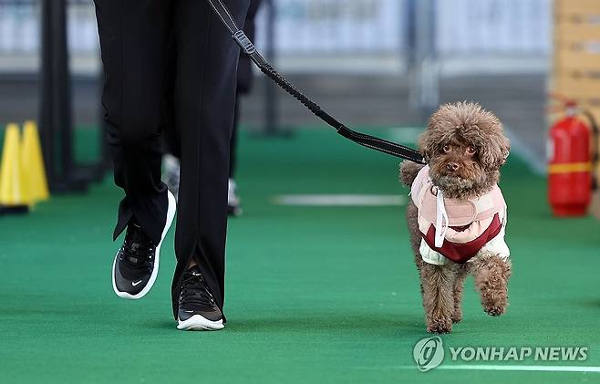 반려인과 반려견의 호흡 (서울=연합뉴스) 김인철 기자 = 12일 서울 중구 동대문디자인플라자에서 열린 2023 반려인능력시험 실기시험에 참가한 반려인과 반려견이 코스를 돌고 있다. 2023.11.12 yatoya@yna.co.kr