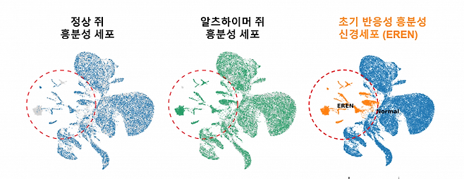 알츠하이머병에 걸린 쥐를 분석한 결과 정상 뇌의 억제성 신경세포에 존재하는 ERBB4 수용체가 일부 흥분성 신경세포 집단에서 증가한 것으로 나타났다. 연구팀은 이런 신경세포를 '초기 반응성 흥분성 신경세포(EREN)'으로 명명하고 ERBB4 유전자를 핵심 조절자로 특정했다. 과기정통부 제공
