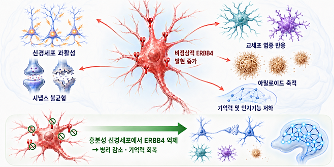 흥분성 신경세포의 ERBB4 과발현은 알츠하이머병 병리를 연결하는 공통 조절 인자로 작용한다. 흥분성 신경세포의 ERBB4가 비정상적으로 증가하면서 신경회로의 과흥분과 시냅스 불균형, 주변 교세포의 과도한 염증 반응, 아밀로이드 축적이 연쇄적으로 촉발돼 기억력과 인지기능이 저하된다. 과기정통부 제공