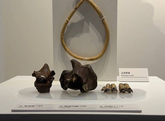 충주 장미산성에서 출토된 소 코뚜레      (충주=연합뉴스) 김예나 기자 = 1일 충주 국립중원문화유산연구소 전시관에 사적 '충주 장미산성'의 대형 집수지에서 출토된 소 코뚜레가 전시돼 있다. 2026.9.1
    yes@yna.co.kr