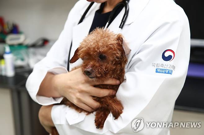 나이 든 반려견 [농촌진흥청 제공]