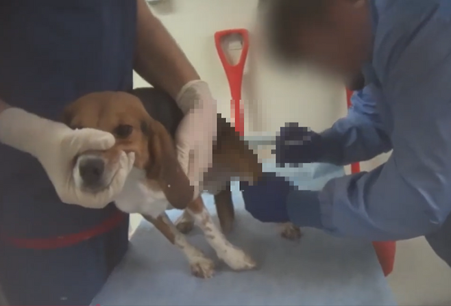 실험에 동원된 비글.[휴메인 월드 포 애니멀즈(Humane World for Animals) 제공]