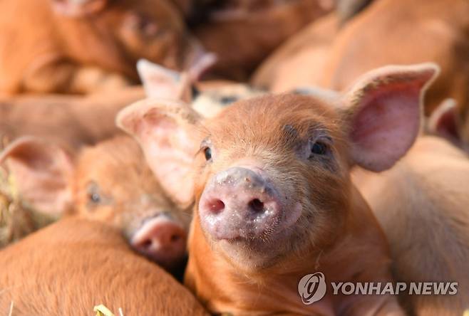 돼지 신장 [연합뉴스 자료사진]