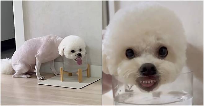 독특한 방법으로 물을 마시는 '우니'(인스타그램 rani_uni_ 제공) ⓒ 뉴스1